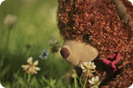 Nalle-med-fjaeril.jpg